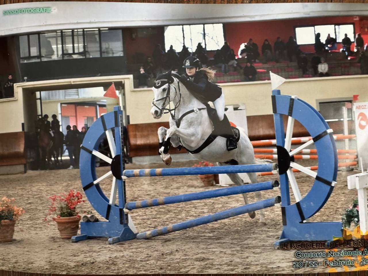 Gelding French Saddle Pony For sale 2008 Tobiano