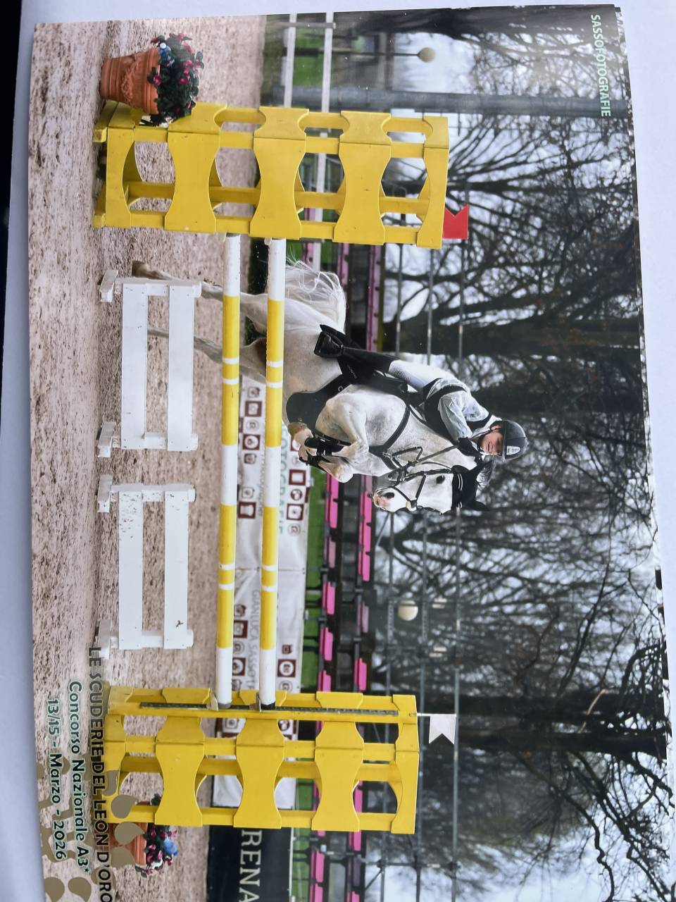 Gelding French Saddle Pony For sale 2008 Tobiano