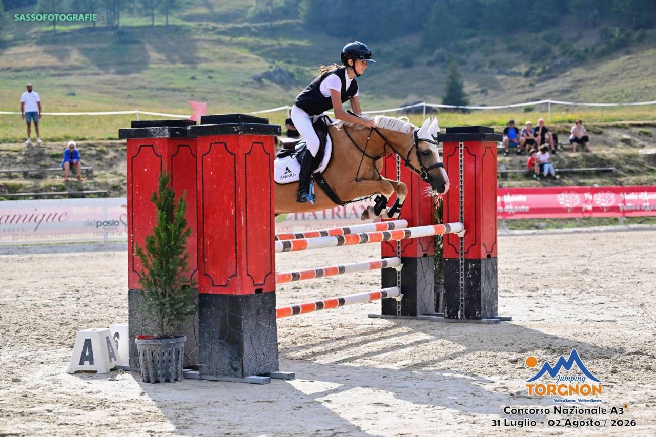 Gelding Highland  For sale 2015 Palomino