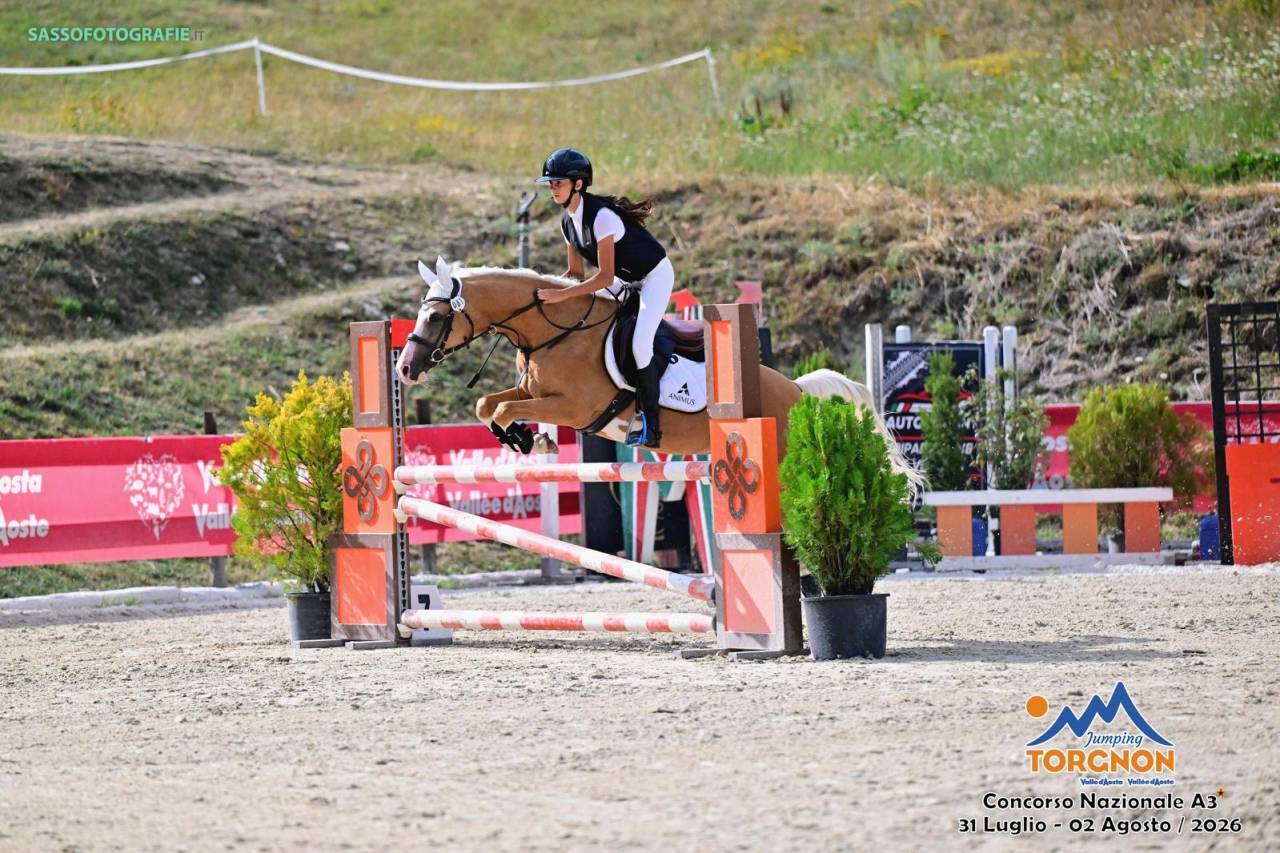 Gelding Highland  For sale 2015 Palomino