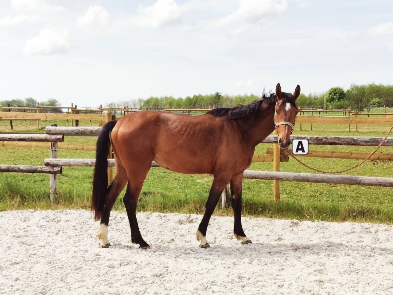 Mare Zangersheide For sale 2023 Bay