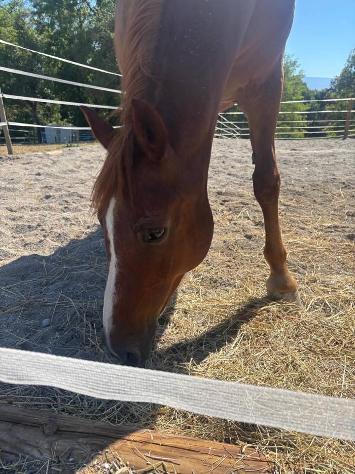 Gelding French Saddle Pony For sale 2006 Chesnut