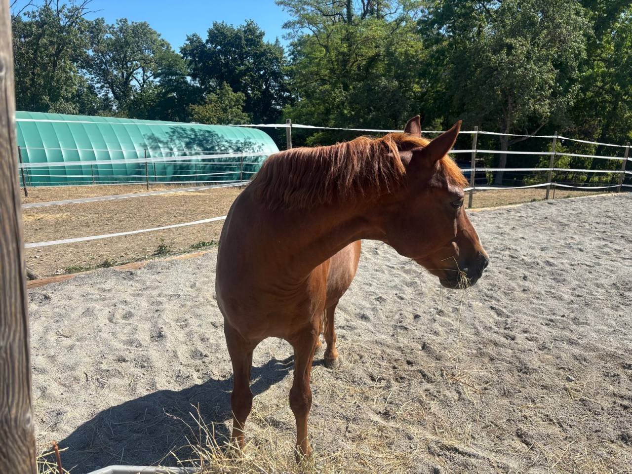 Gelding French Saddle Pony For sale 2006 Chesnut