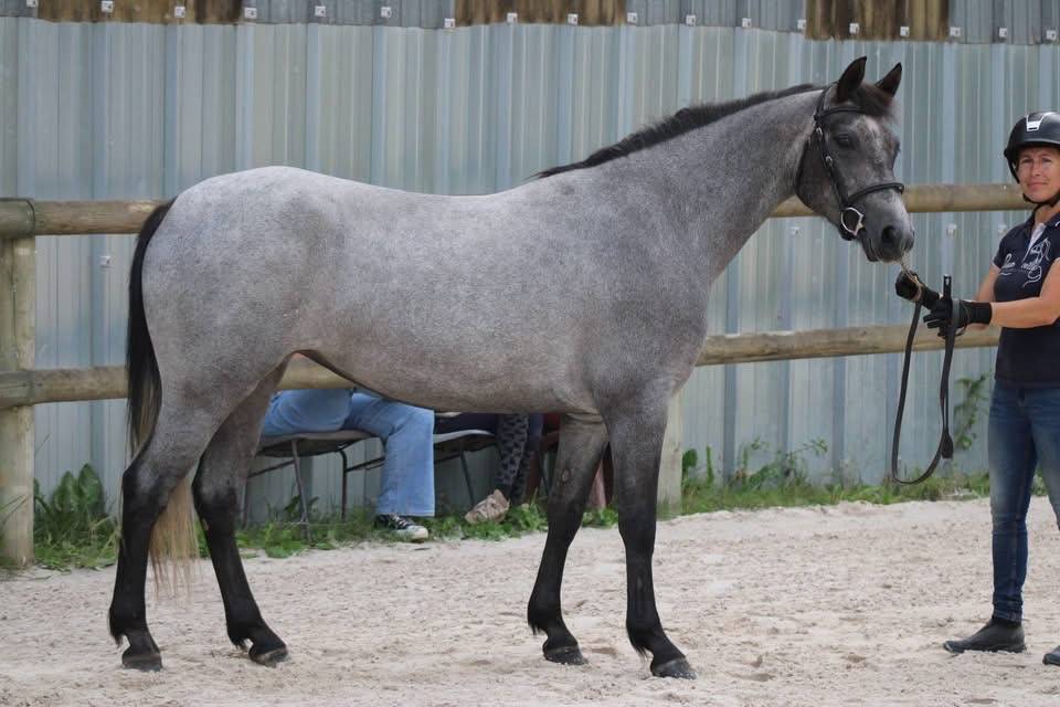Mare Connemara For sale 2023 Roan