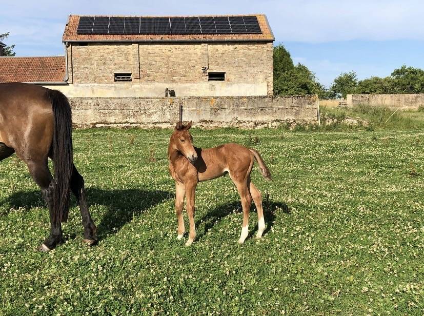 Entire Origin Recorded For sale 2025 Liver chestnut