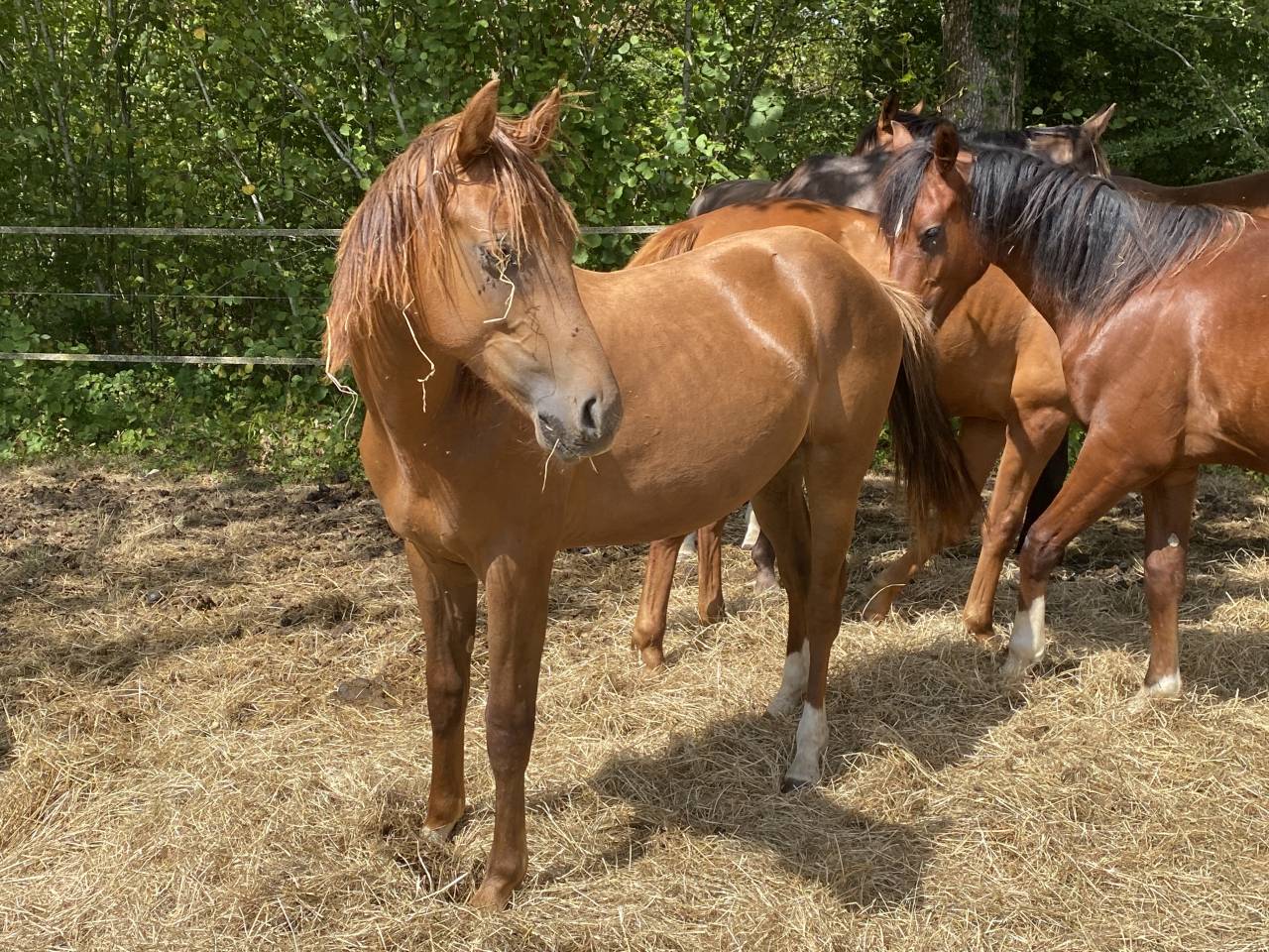 Entire Origin Recorded For sale 2025 Liver chestnut