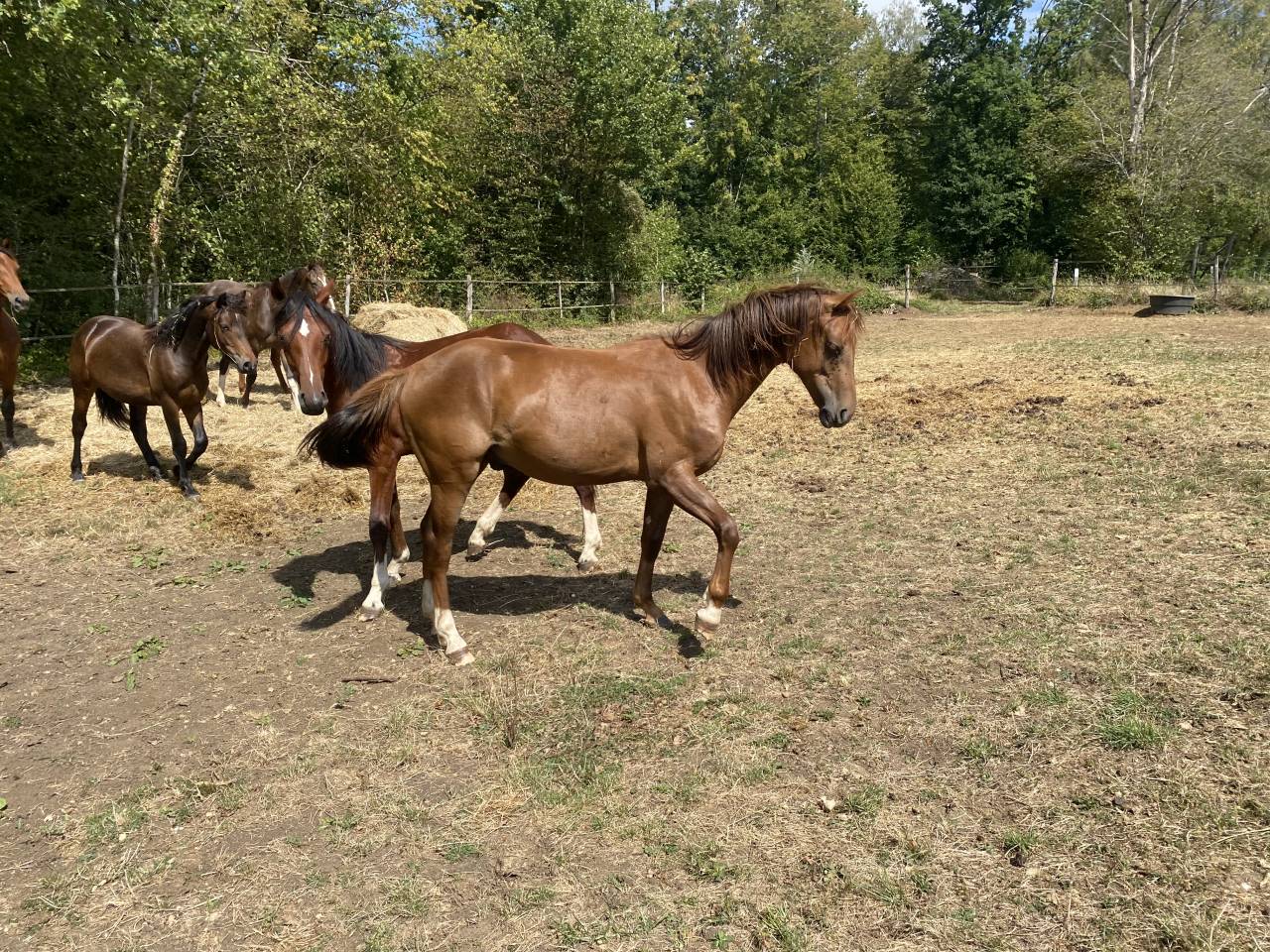 Entire Origin Recorded For sale 2025 Liver chestnut