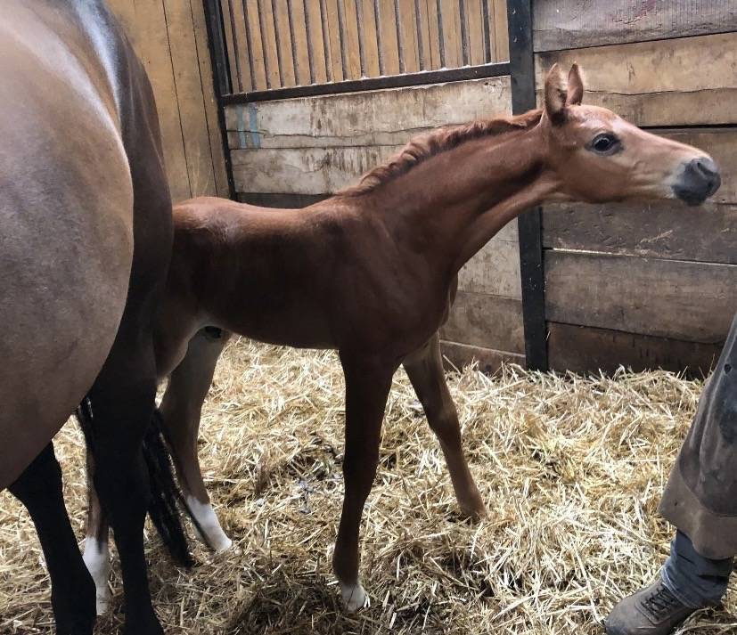 Entire Origin Recorded For sale 2025 Liver chestnut