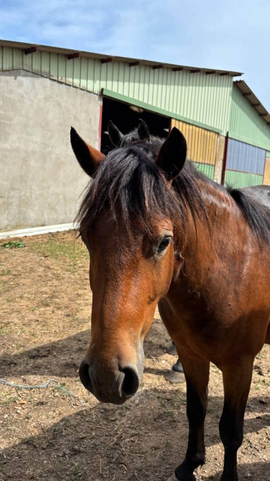Gelding New Forest For sale 2023 Bay