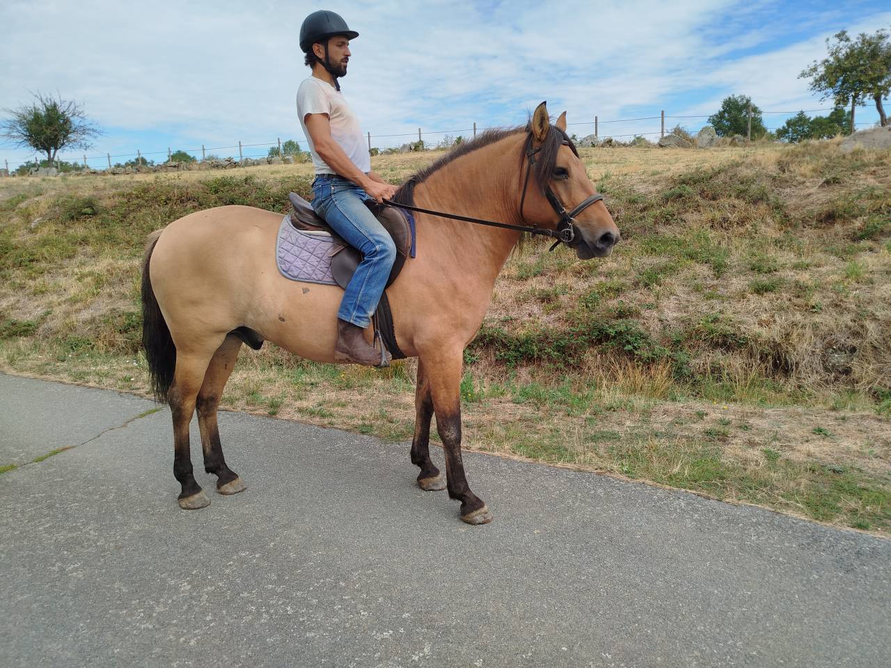 Gelding No Origin Recorded For sale 2018 Bay