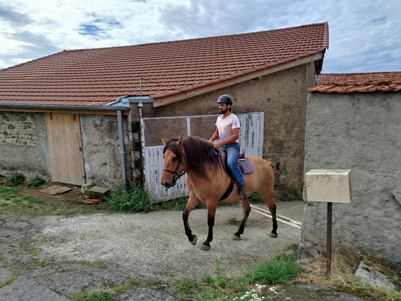 Gelding No Origin Recorded For sale 2018 Bay