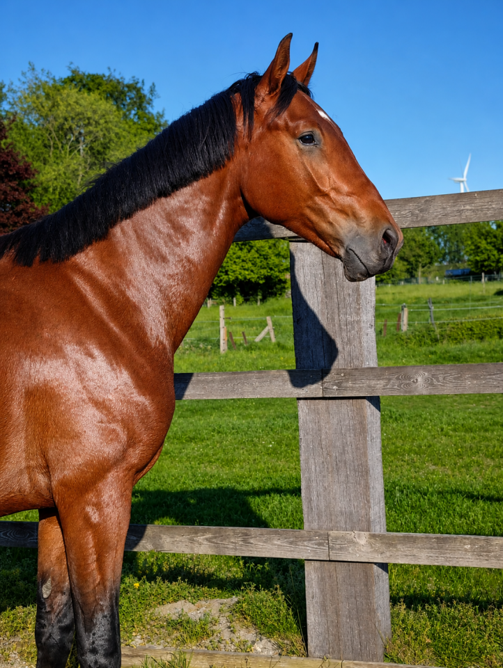 Gelding Oldenburg For sale 2024 Bay