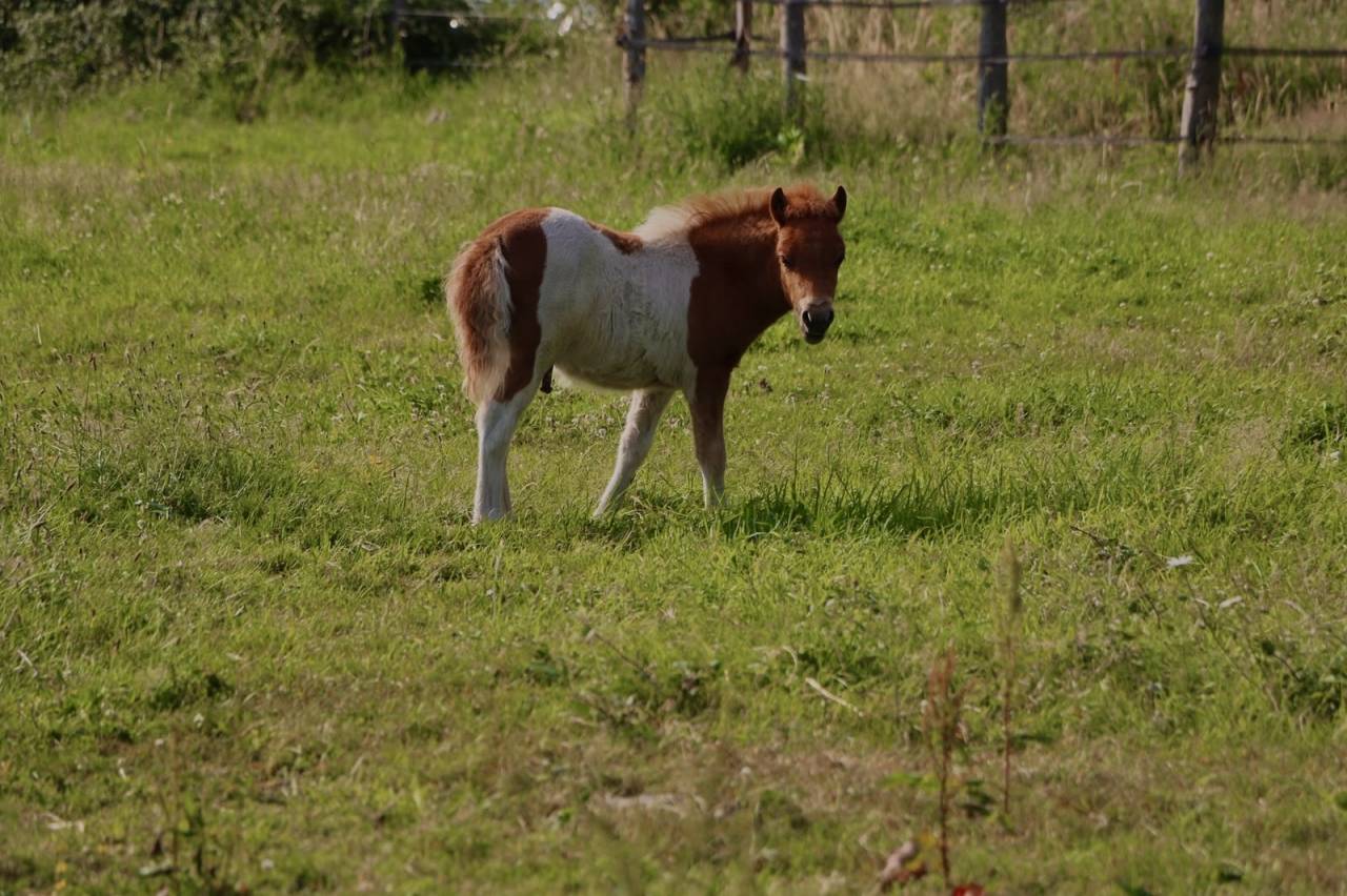Stallion Other Pony Breed For sale 2026 Other color