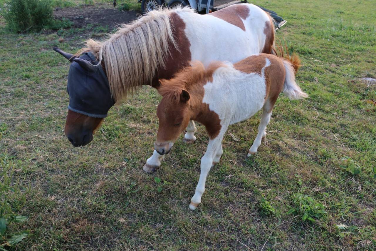 Stallion Other Pony Breed For sale 2026 Other color