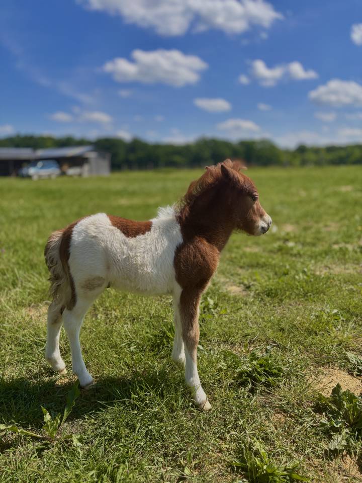 Stallion Other Pony Breed For sale 2026 Other color