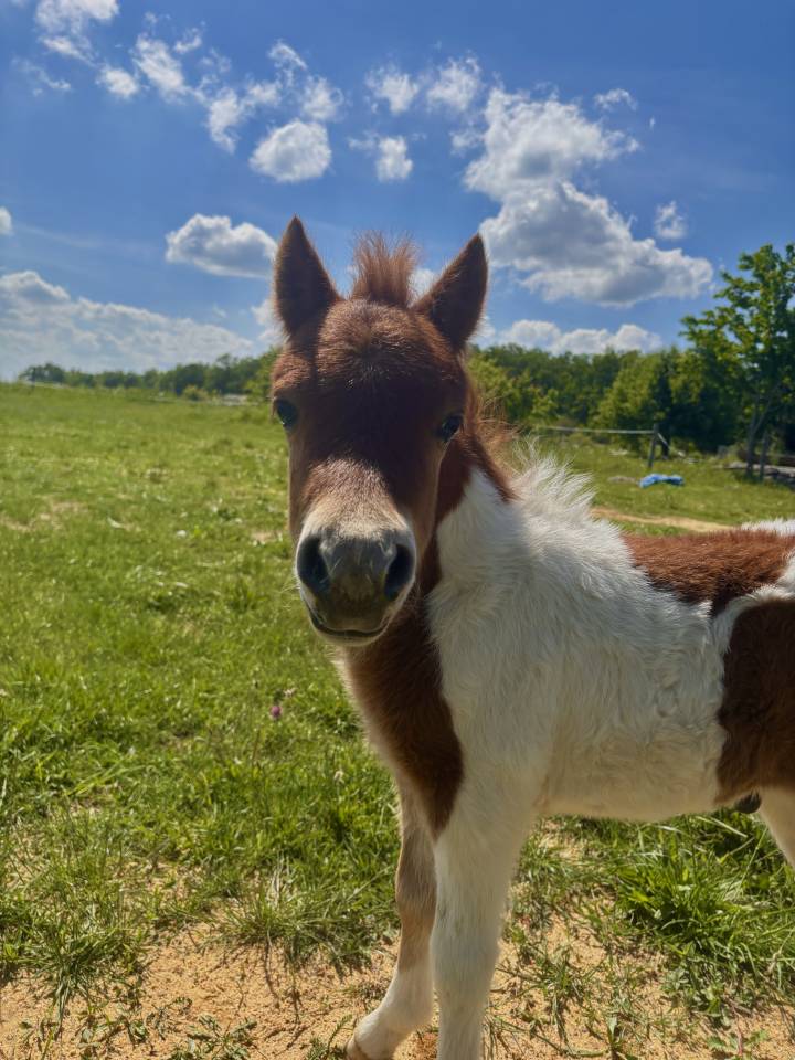 Stallion Other Pony Breed For sale 2026 Other color