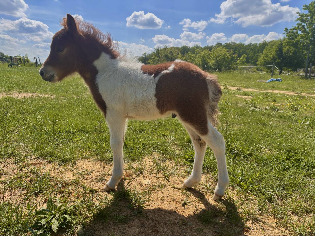 Stallion Other Pony Breed For sale 2026 Other color