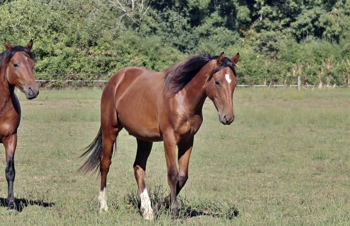 Gelding French Saddle Pony For sale 2024 Bay