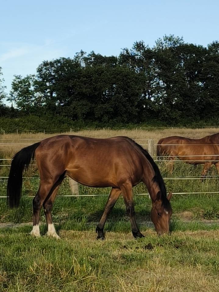 Gelding French Saddle Pony For sale 2024 Bay