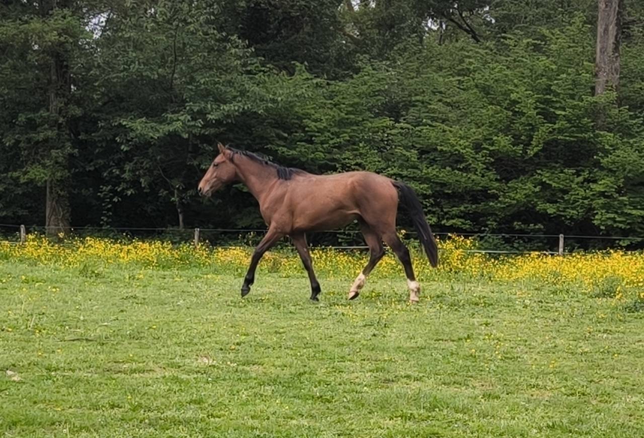 Gelding French Saddle Pony For sale 2024 Bay