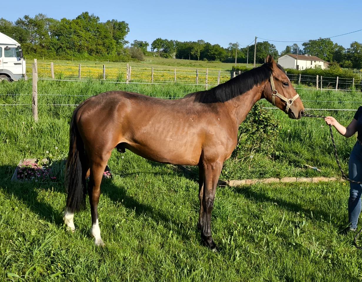 Gelding French Saddle Pony For sale 2024 Bay
