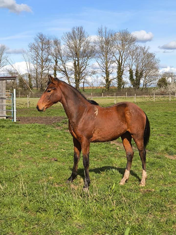 Gelding French Saddle Pony For sale 2024 Bay