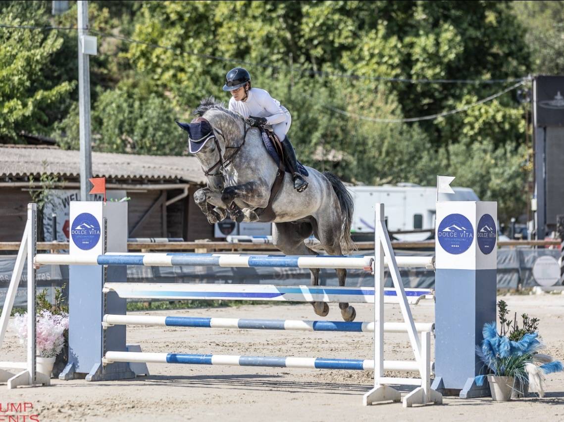 Gelding Selle Fran&ccedil;ais For sale 2019 Grey