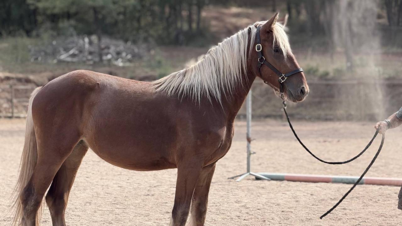 Mare Origin Recorded For sale 2024 Silver dapple