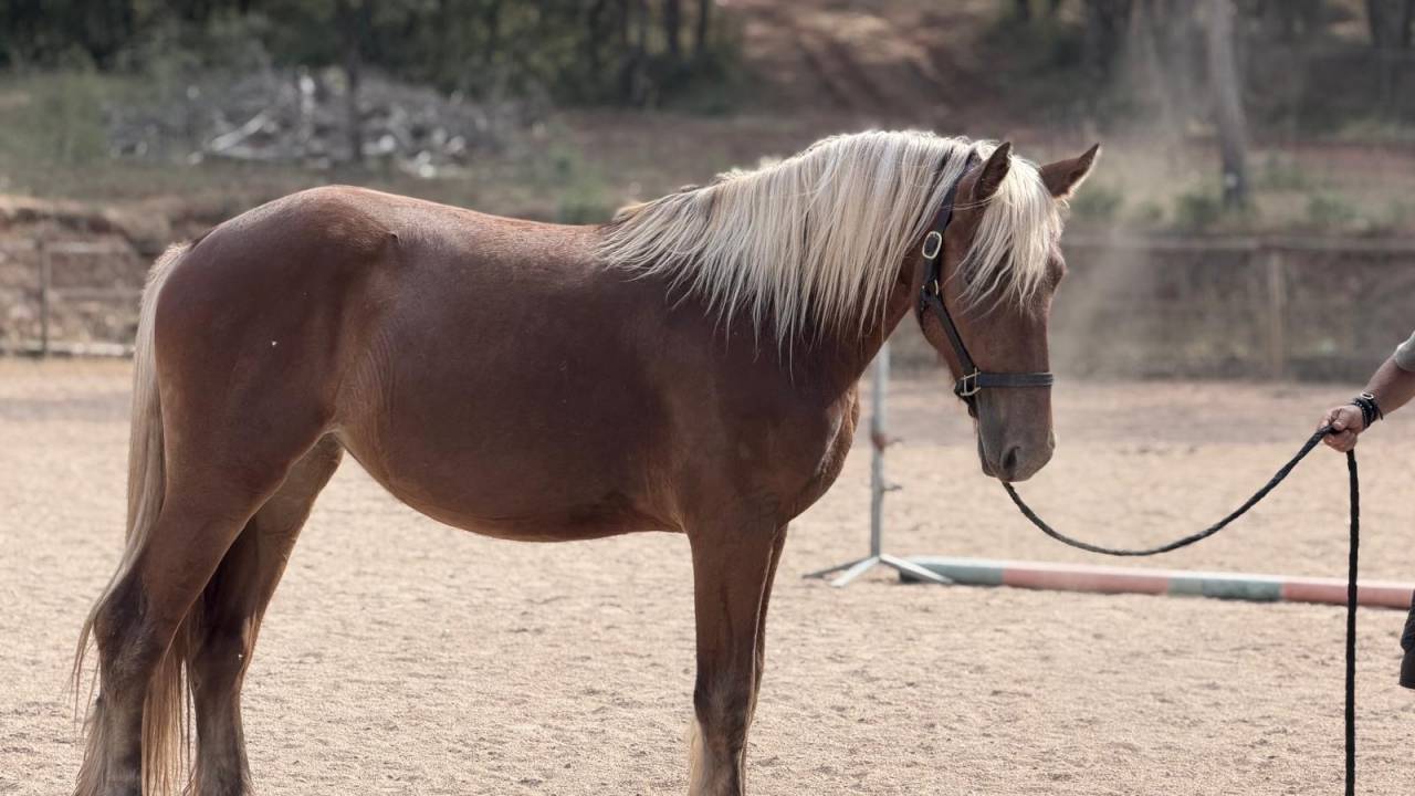 Mare Origin Recorded For sale 2024 Silver dapple