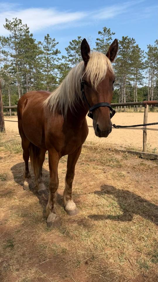 Mare Origin Recorded For sale 2024 Silver dapple