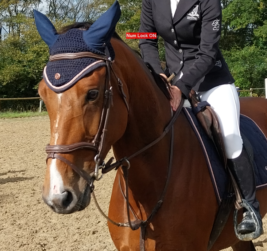 Mare Selle Fran&ccedil;ais For sale 2019 Bay