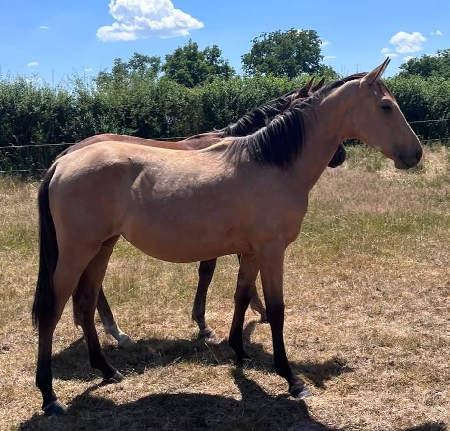 Filly Selle Fran&ccedil;ais For sale 2025 Buckskin