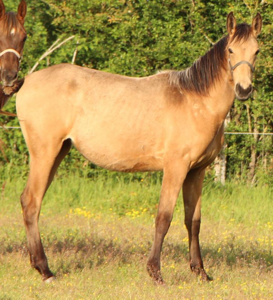 Filly Selle Fran&ccedil;ais For sale 2025 Buckskin