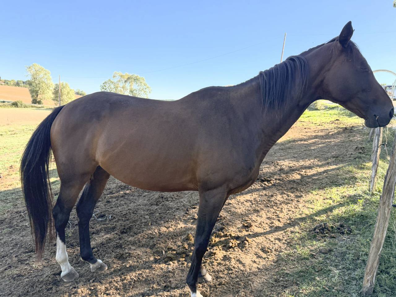 Mare AQPS For sale 2016 Bay