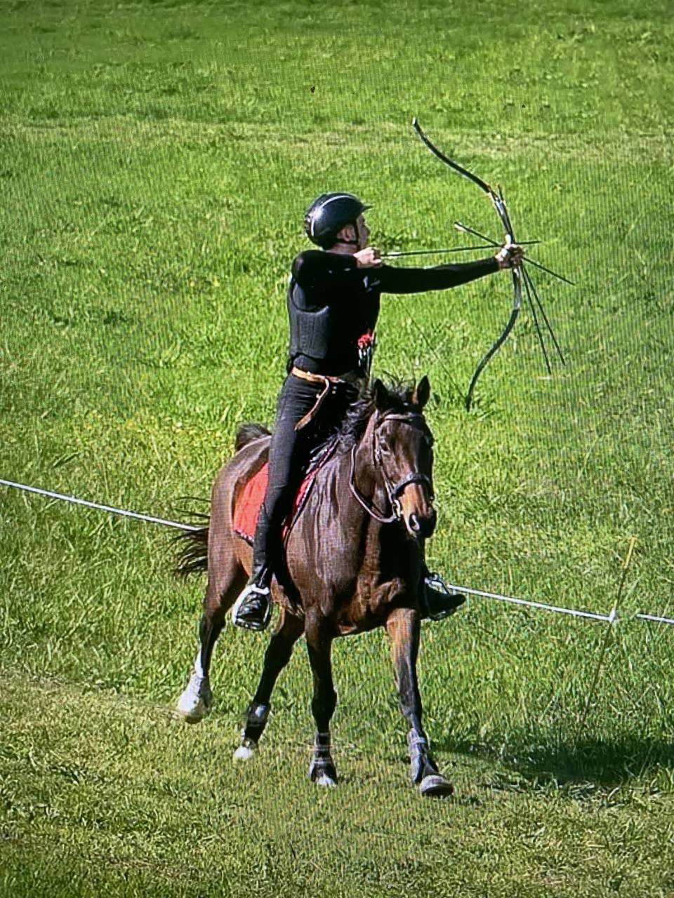 Mare AQPS For sale 2016 Bay