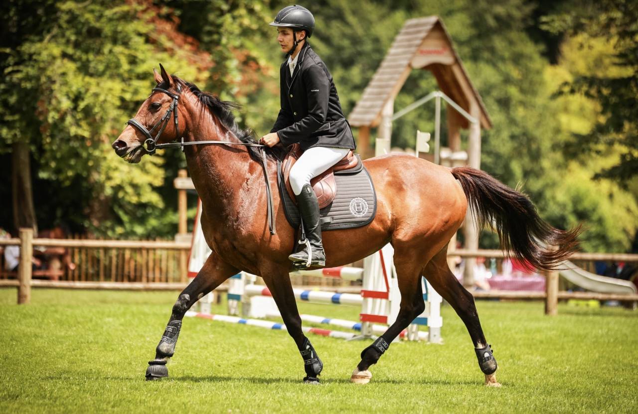 Mare AQPS For sale 2016 Bay