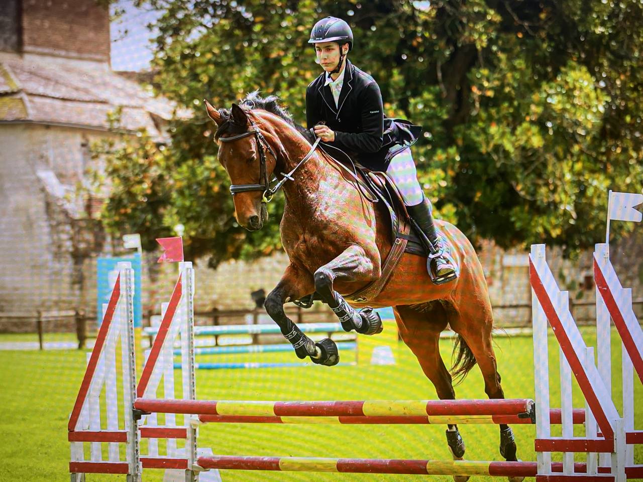 Mare AQPS For sale 2016 Bay