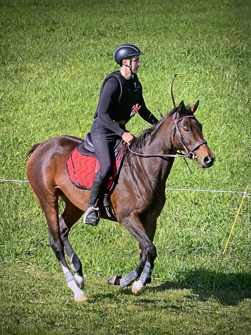 Mare AQPS For sale 2016 Bay