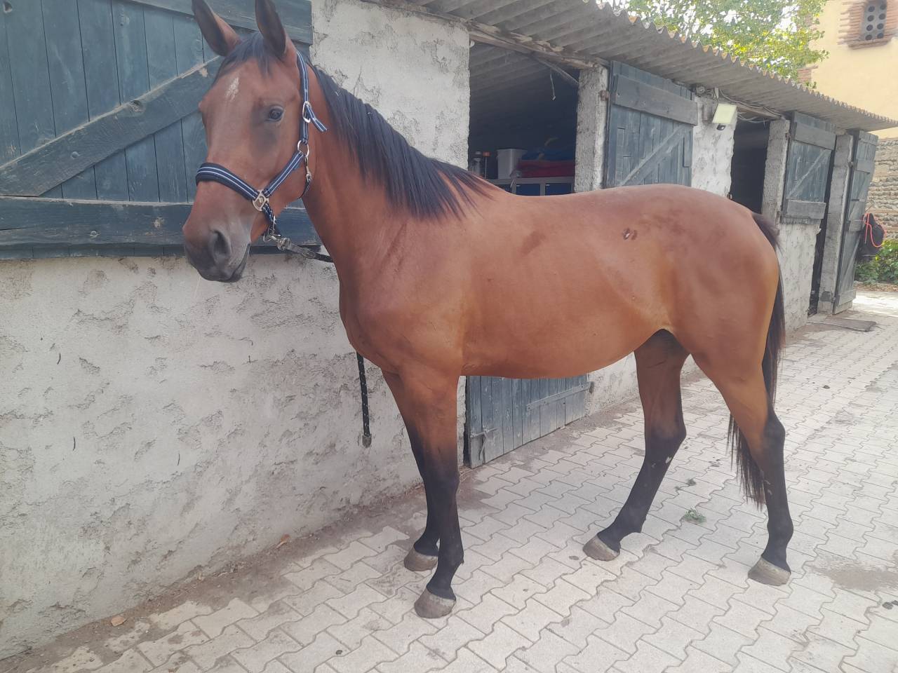 Mare Selle Fran&ccedil;ais For sale 2023 Bay