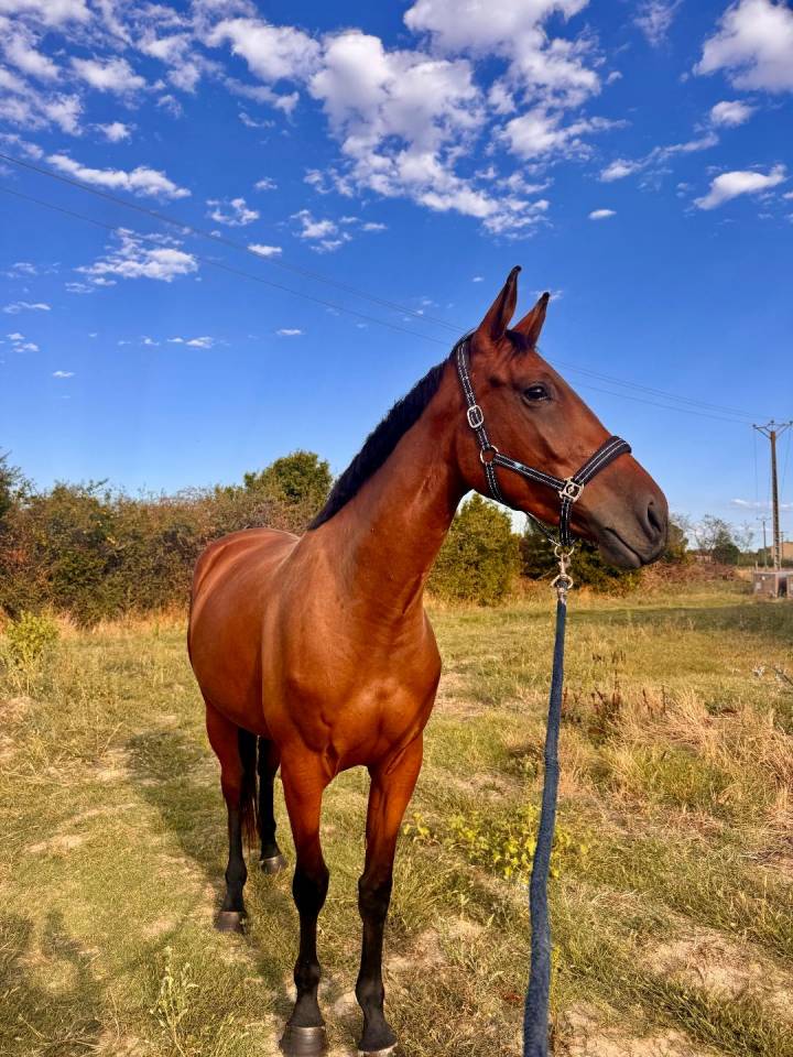 Mare Selle Fran&ccedil;ais For sale 2023 Bay