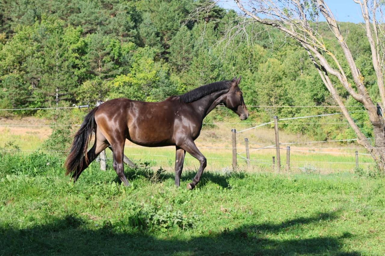 Mare Selle Fran&ccedil;ais For sale 2025 Dark Bay