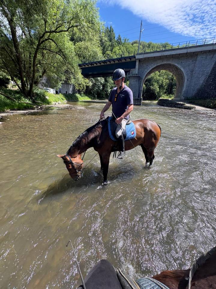 Gelding Zangersheide For sale 2018 Bay