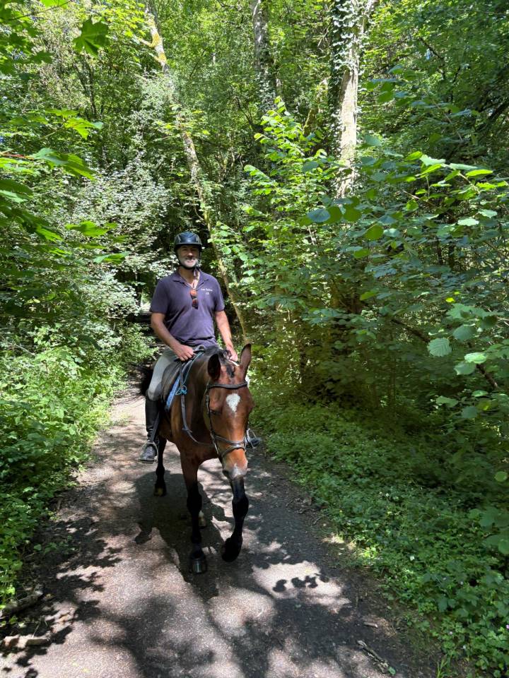 Gelding Zangersheide For sale 2018 Bay
