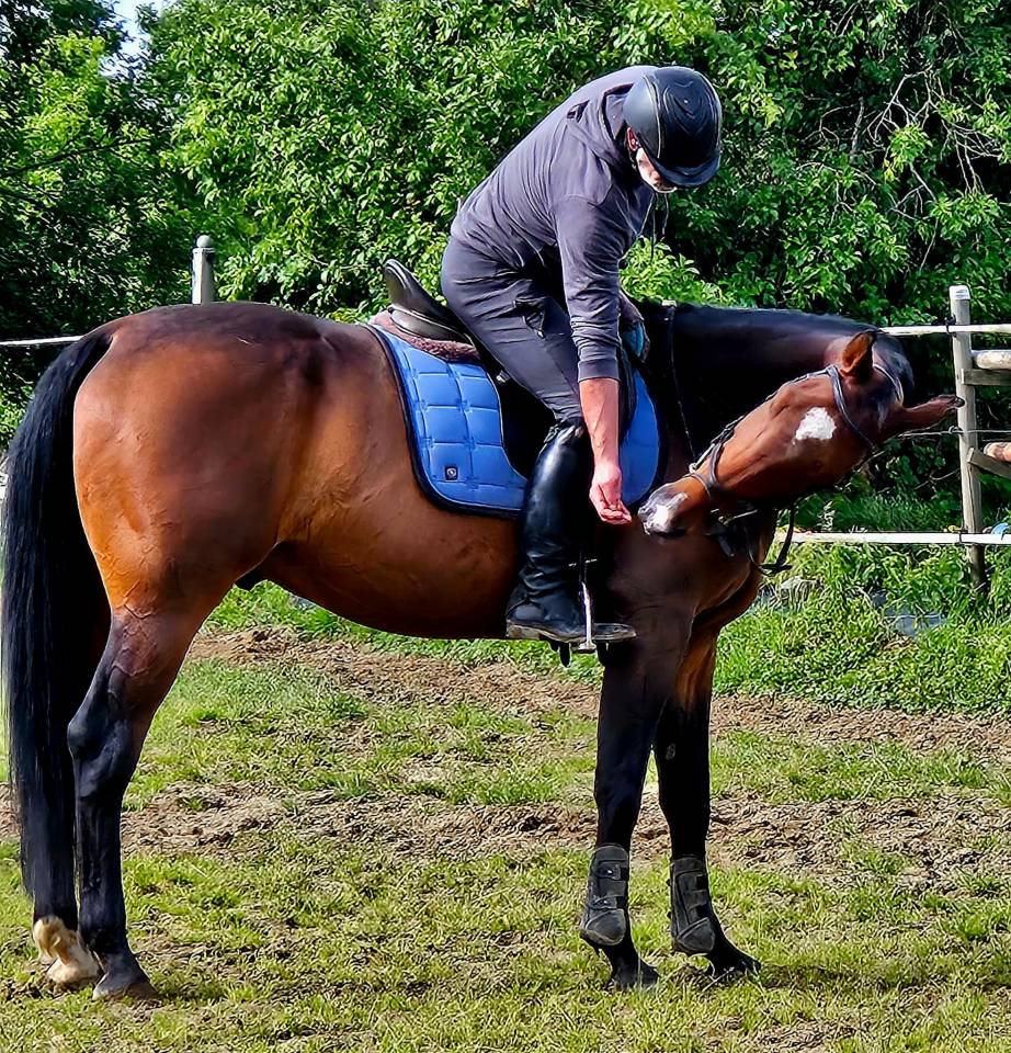 Gelding Zangersheide For sale 2018 Bay