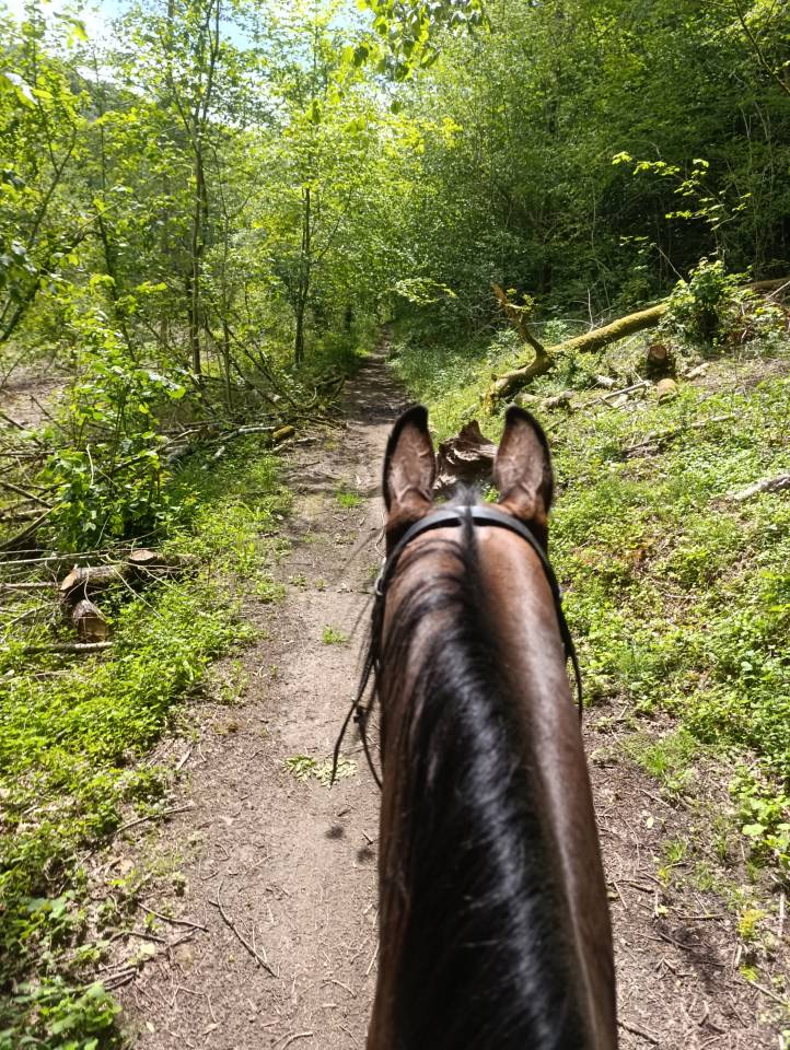 Gelding Zangersheide For sale 2018 Bay