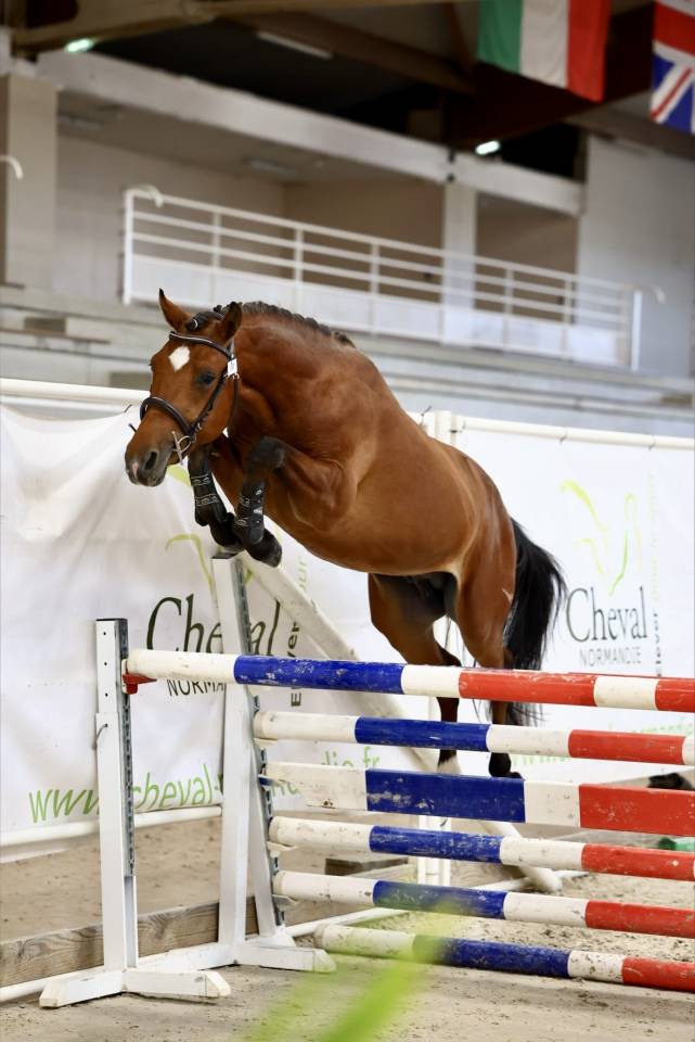 Entire French Saddle Pony For sale 2023 Bay