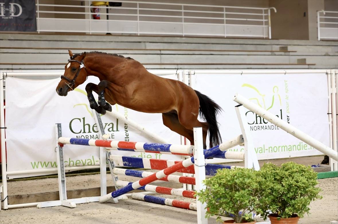 Entire French Saddle Pony For sale 2023 Bay