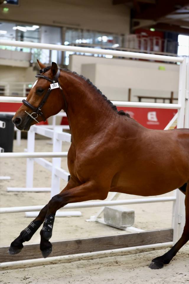 Entire French Saddle Pony For sale 2023 Bay