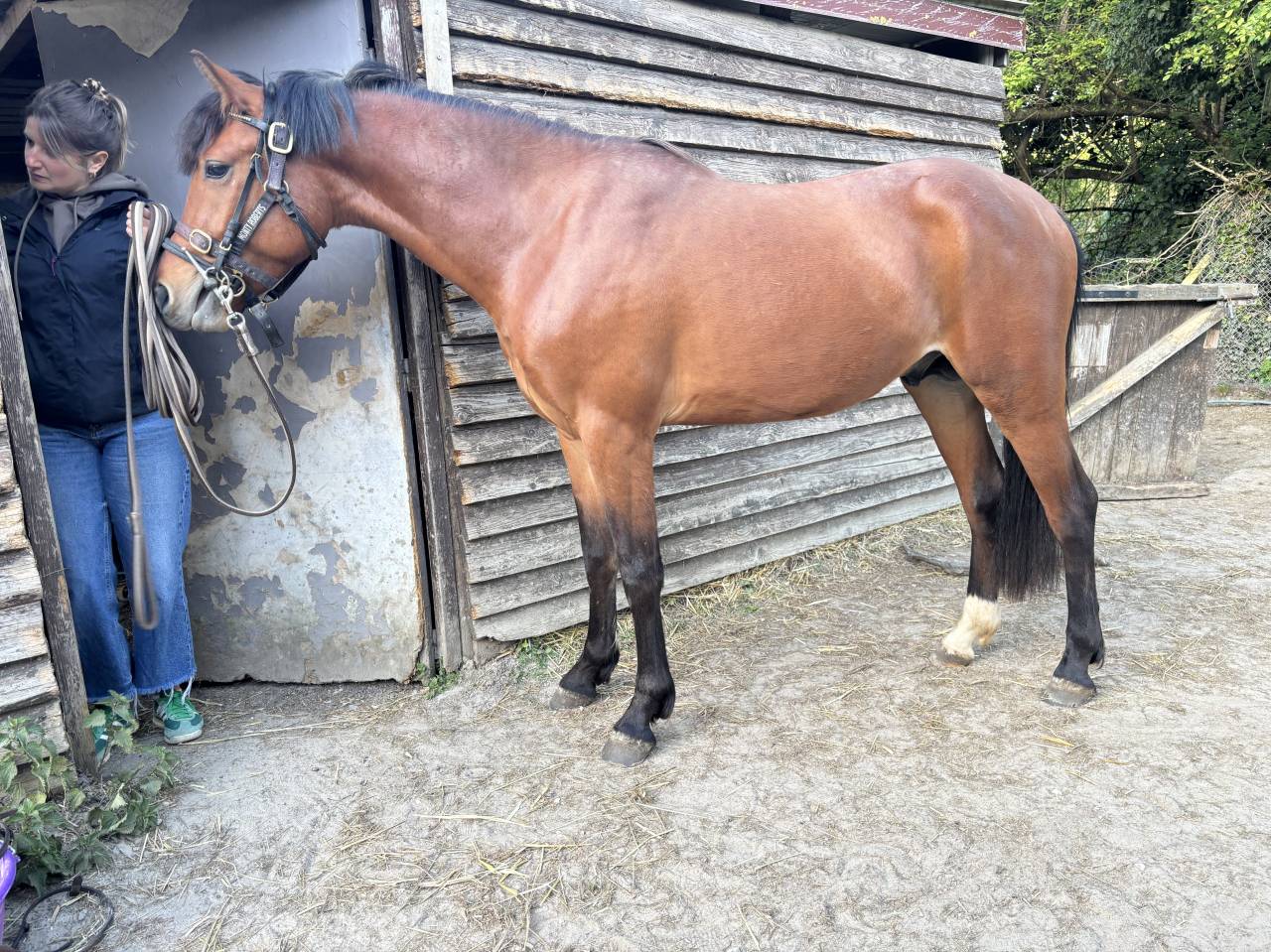 Entire French Saddle Pony For sale 2023 Bay