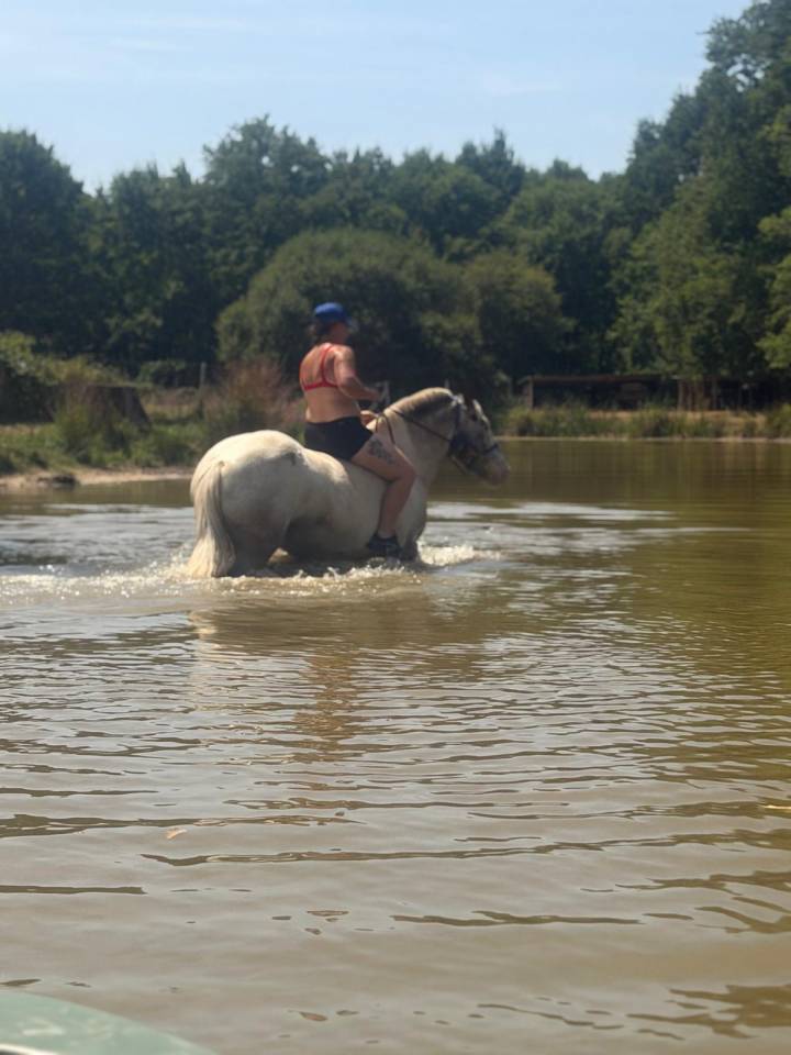 Mare No Origin Recorded For sale 2008 Coloured